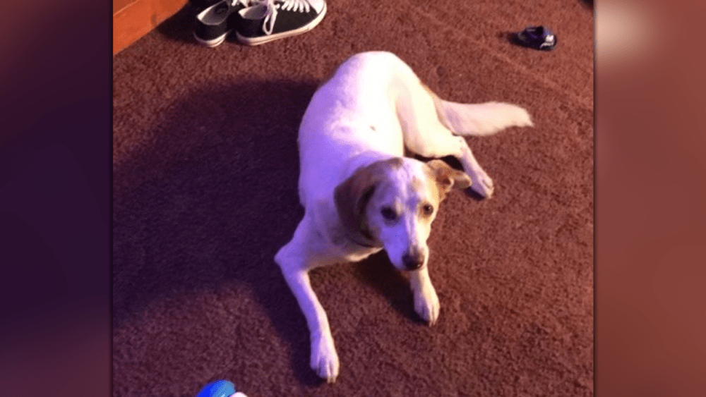 eli-lemon-beagle351197