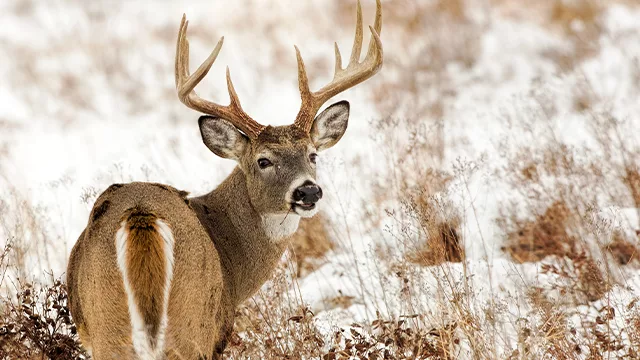 gen-wwti-whitetail-buck-deer-antlers-pd-0323650229