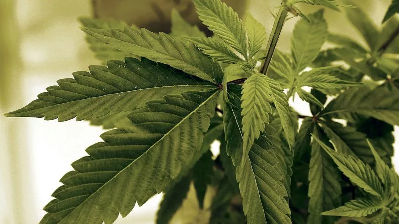 closer-marijuana-letter-from-sens_012724_ap_jim-mone-e1709157688966950731