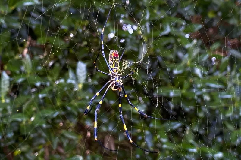joro-spider2-e1702828830733203555
