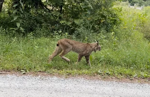 canada-lynx-by-gary-shattuck-2024-795250