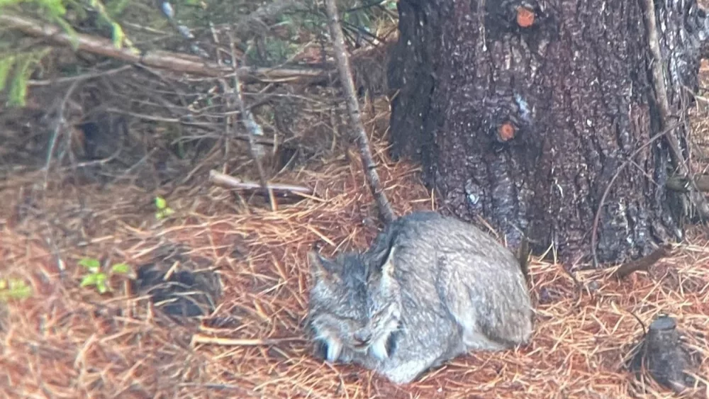 canada-lynx-addison-county-2024-1-e1728050075647879439