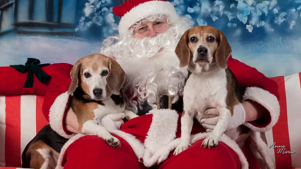 santa-and-pets684028