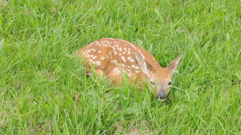 fawn-by-john-hall262994