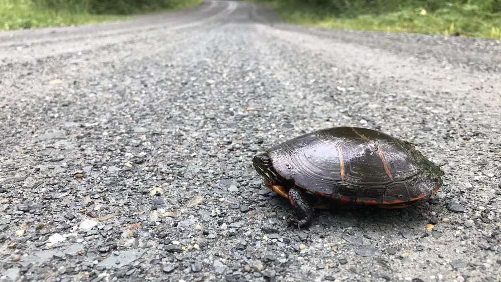 turtle_road903630