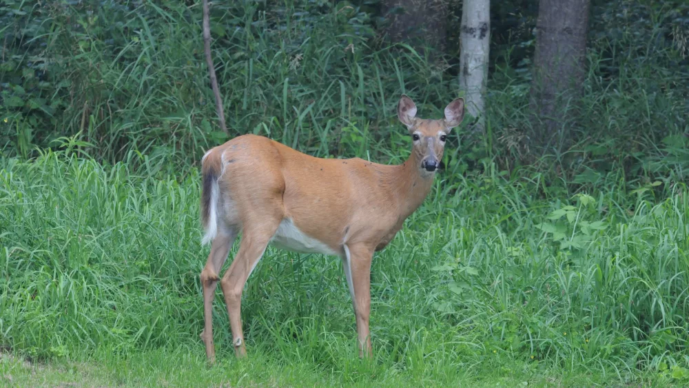 doe-4-by-john-hall607512