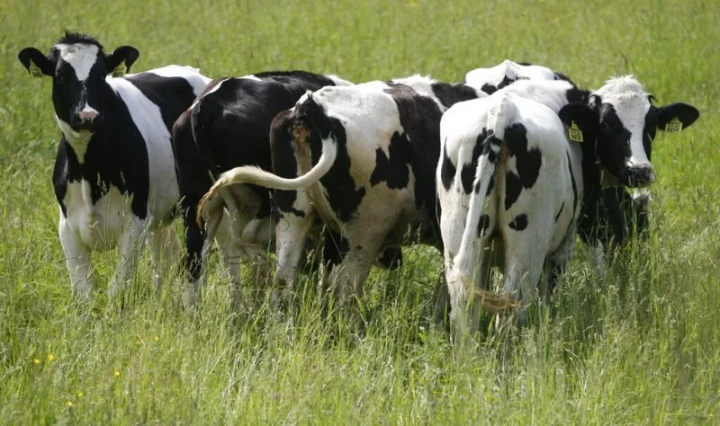 ap070618018934-e1718397444648754227