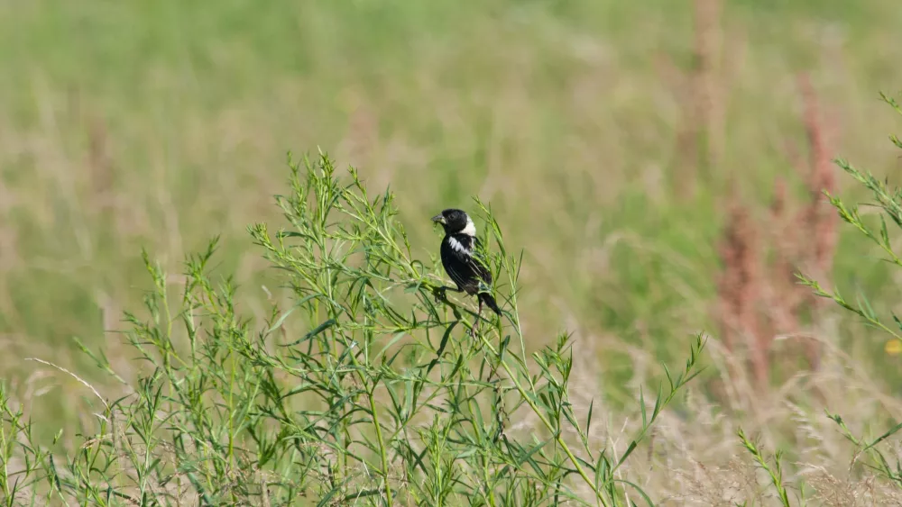 bobolink-male-by-john-hall891700
