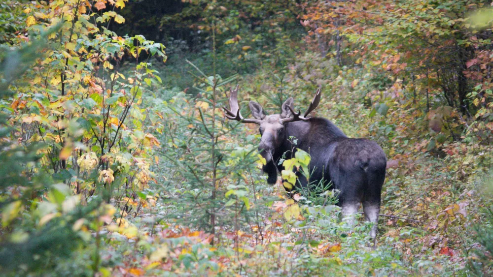 moose-victory-basin-wma409880
