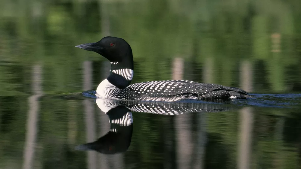 loon-5-967020