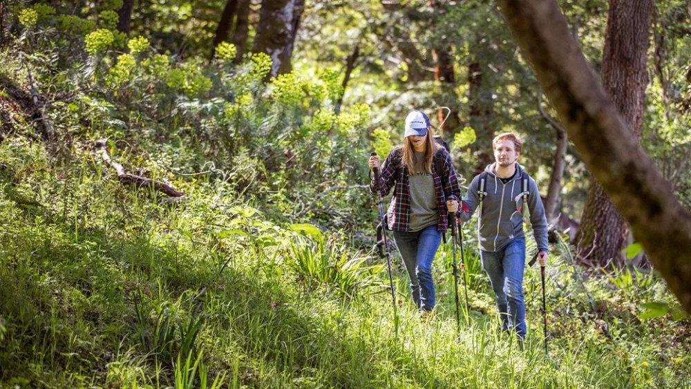 everything-you-need-to-find-mushrooms-while-hiking-3985cd721136