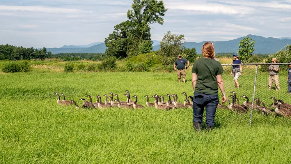 goose-roundup-1850412