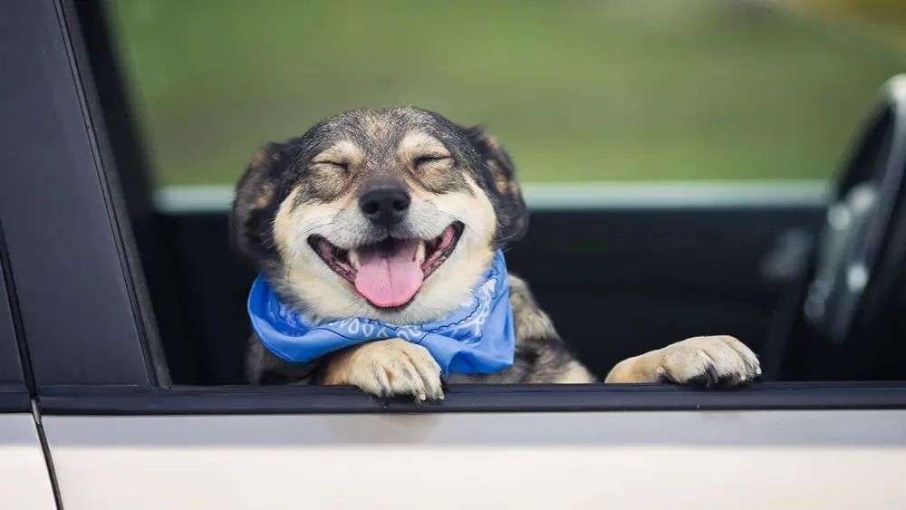dogcargettyimages-1338733844257496