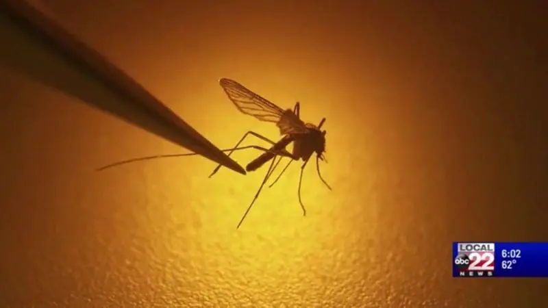 mosquito670885