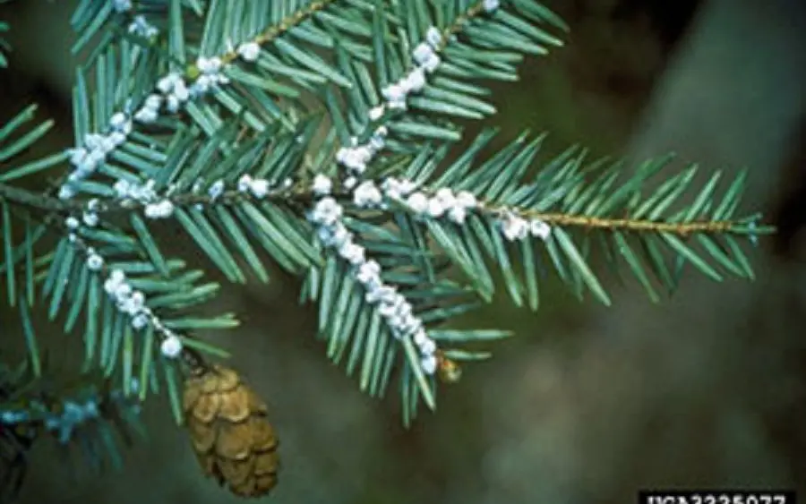 hemlock-woolly-adelgid366377