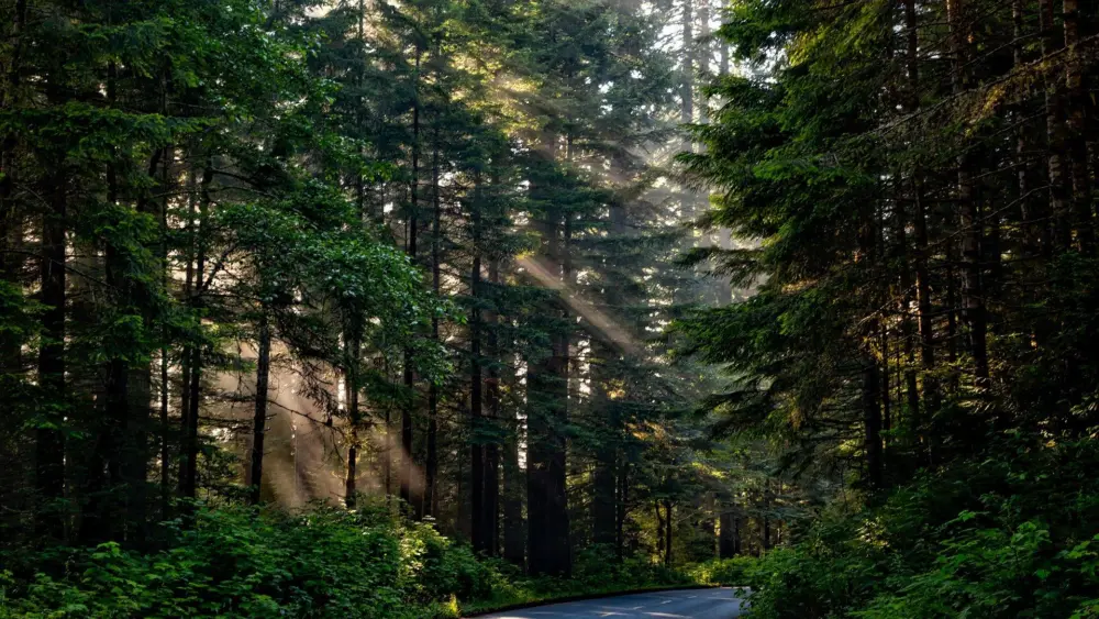 forest-1598756_1920852041