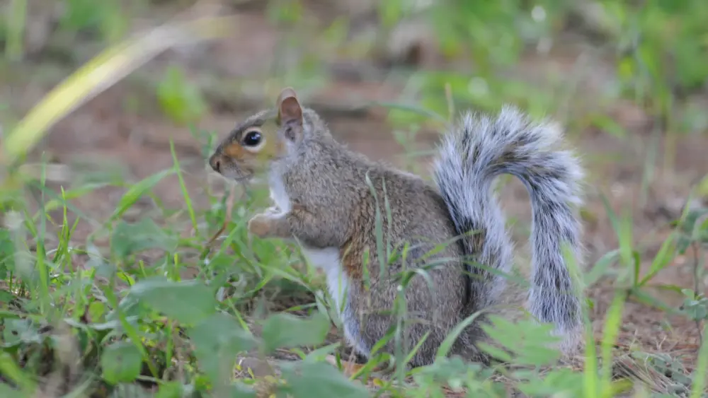 gray-squirrel617480
