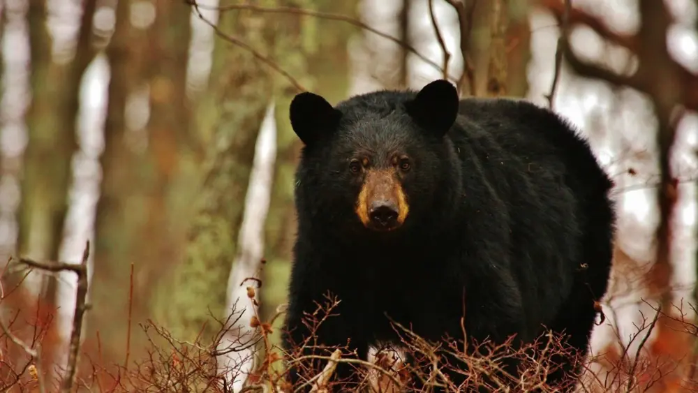 black-bear-nps-public-domain656863