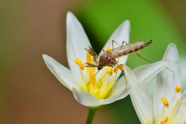 mosquitoflower402657