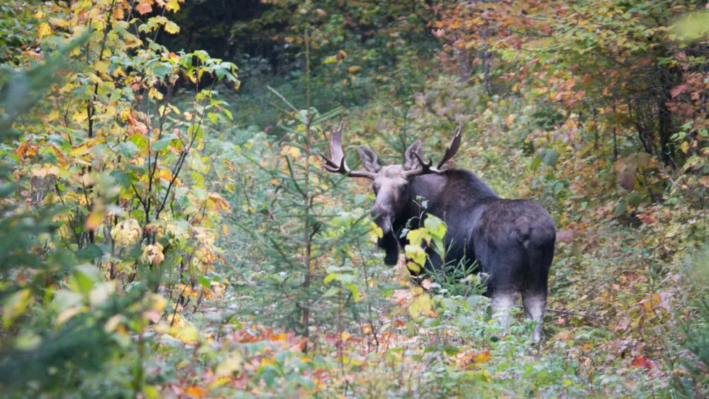 moose-victory-basin-wma340163