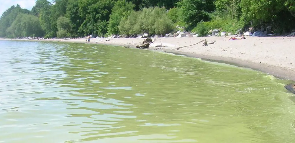 env_rw_cyanobacteria6161711