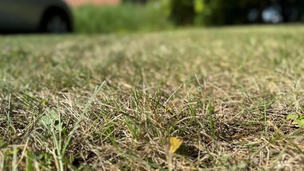 carson_drought_pic281950