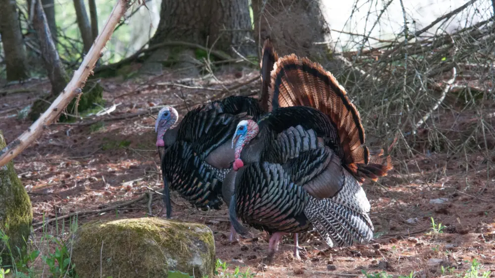 gobblers-by-jhall-1-of-123810