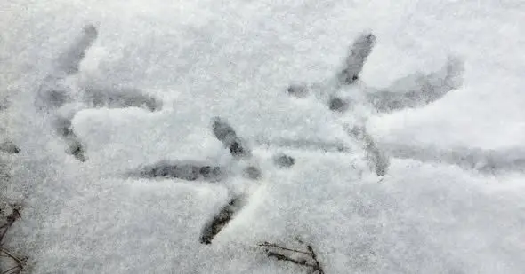 594079571_1268213982009433_1526806914805125228_n530499