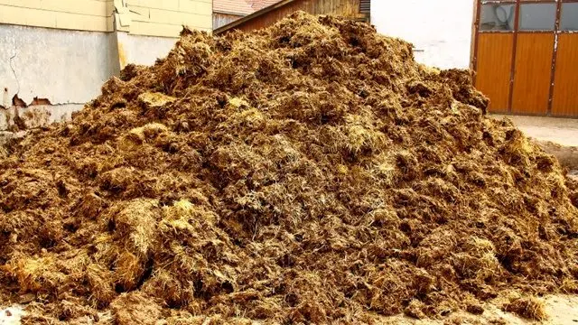 pile20of20manure_17437729_ver1748184