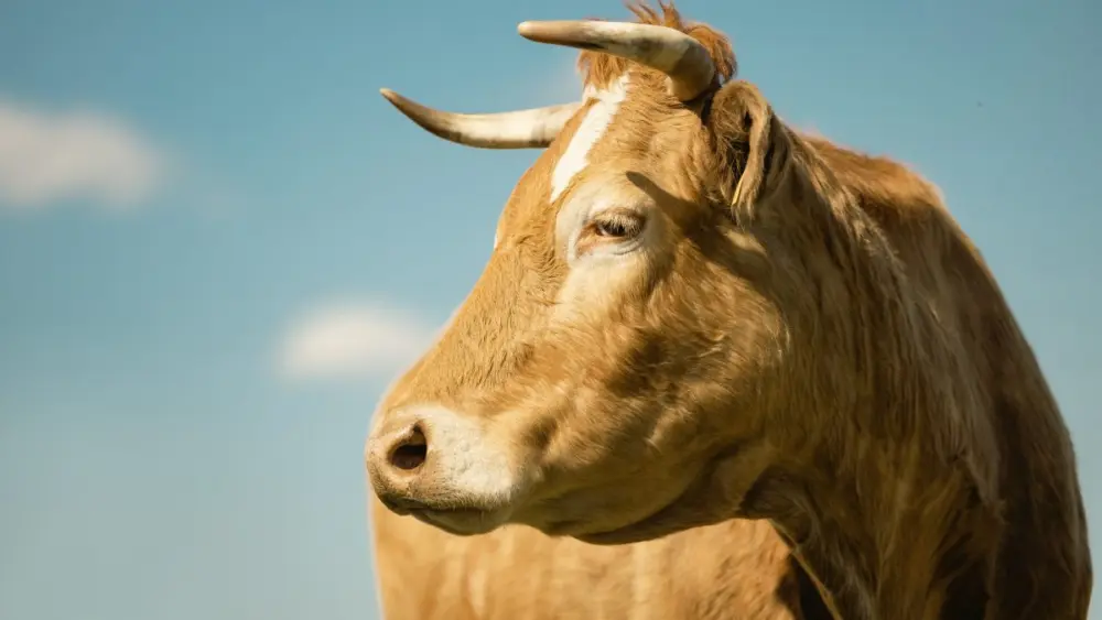 gettyimages-1488391113-e1732645118996333144