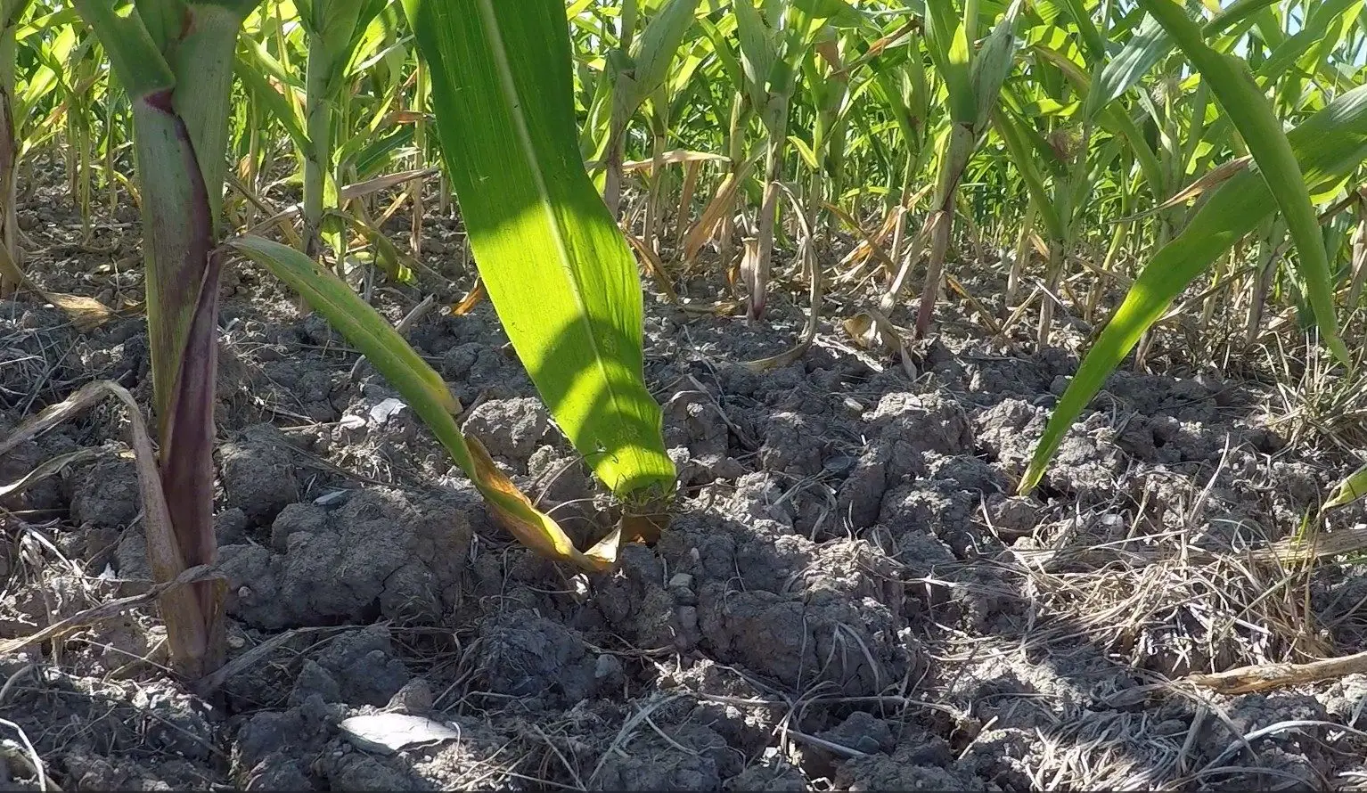 vermontdrought513008