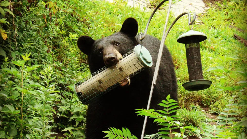 bear-at-birdfeeders-vfwd-staff31083