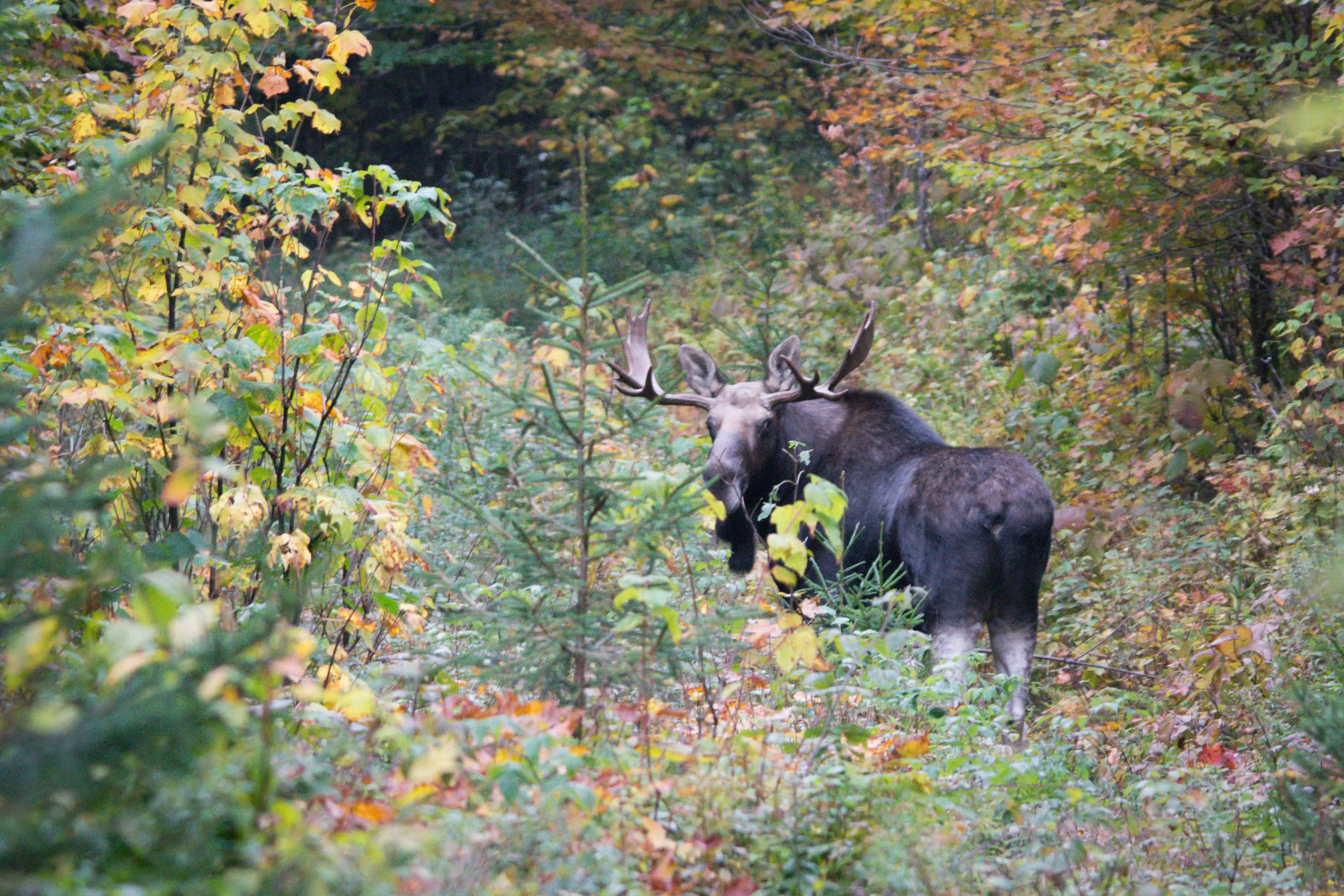 moose-victory-basin-wma-by-tom-rogers539075