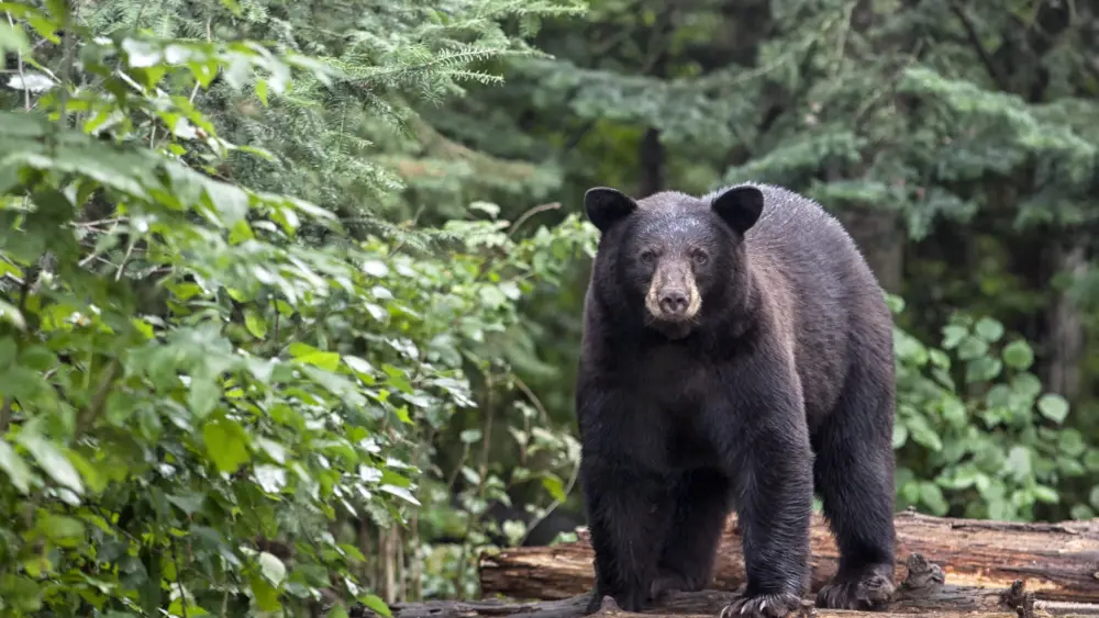 gettyimages-482557323843895