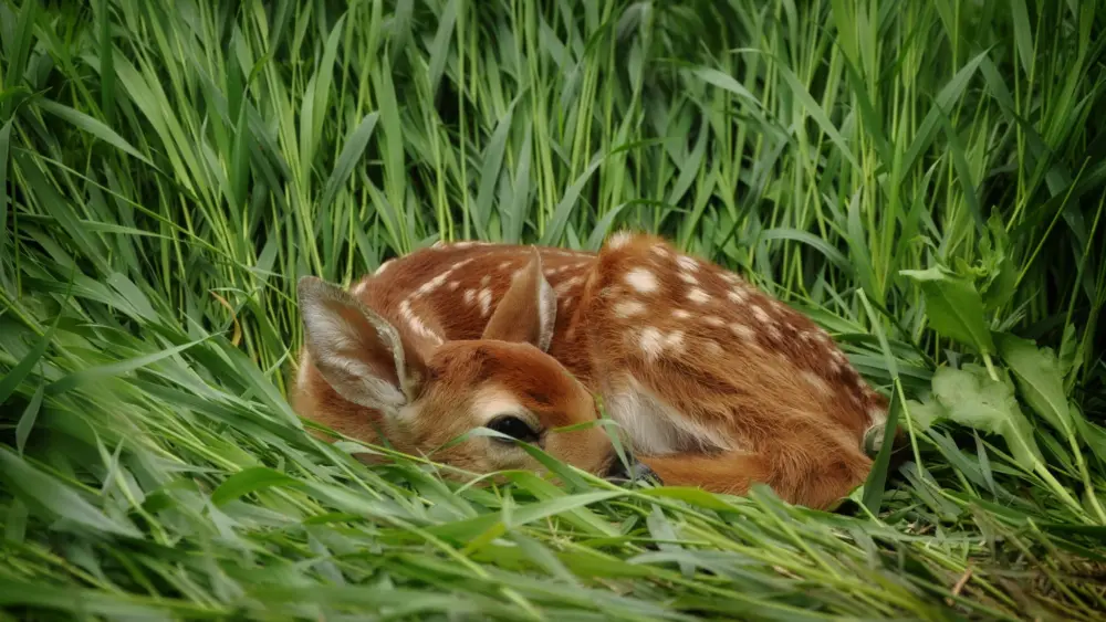 if-you-find-fawns-in-the-wild-leave-them-alone780361
