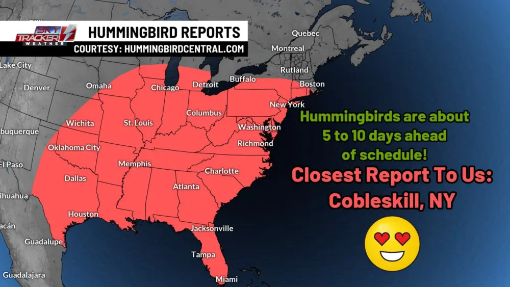 hummingbird-update371267