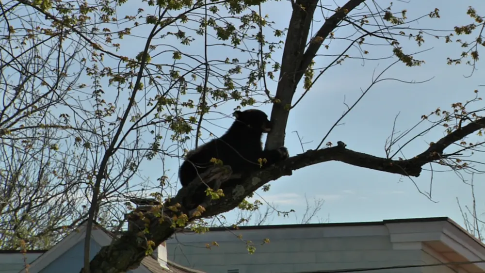 screenshot-2026-04-21-10524189340