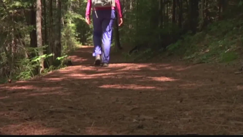 woods-hiking-rabid-animal489179