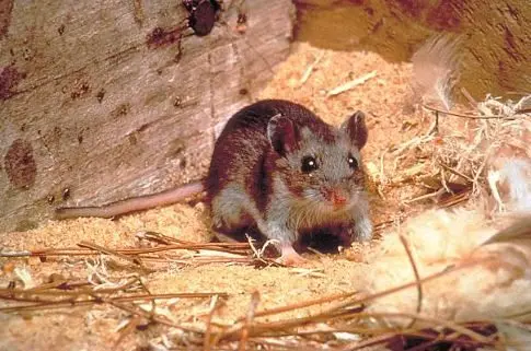gettyimages-hantavirus-deer-mouse151014