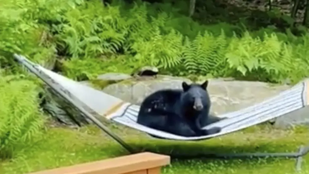 bear-in-hammock-pic-e1718273234778672947