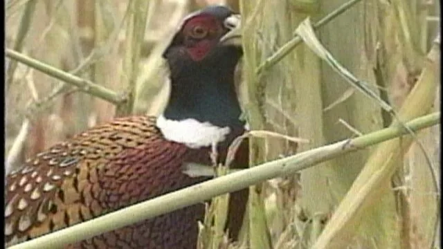 pheasant184828