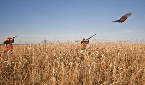 pheasant-hunting-500399817