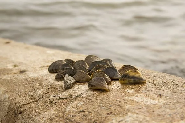 zebra-mussels-at-lewis-and-clark-lake-at-yankton-photo-from-gfp-071519-2830995