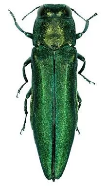 emerald-ash-borer937244
