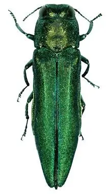 emerald-ash-borer340476