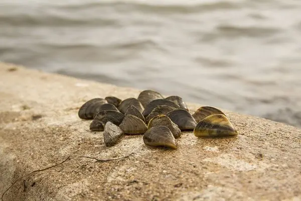 zebra-mussels-at-lewis-and-clark-lake-at-yankton-photo-from-gfp-071519-2339316