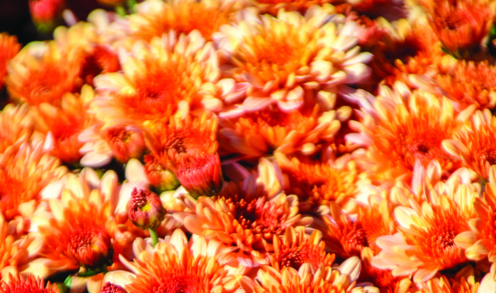 orange-fall-flowers-4