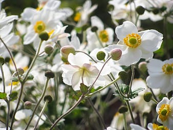 white-flowers-and-leaves-thumbnail