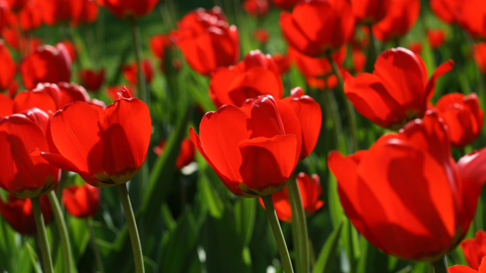 beautiful-red-tulips