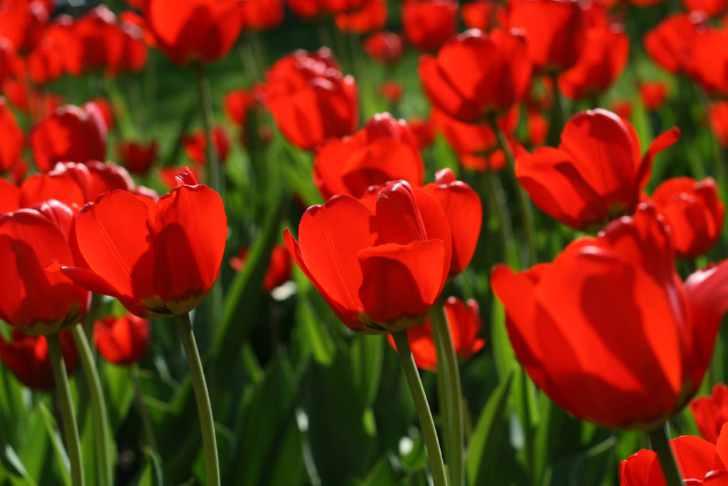 beautiful-red-tulips